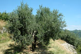 olivo - strada del vino soave