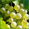 uva - strada del vino soave